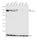 ITGA4 Polyclonal Antibody