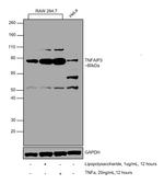 TNFAIP3 Antibody in Western Blot (WB)
