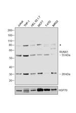 RUNX1 Polyclonal Antibody