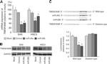 TMEM184B Antibody in Western Blot (WB)