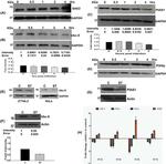 PIAS1 Antibody in Western Blot (WB)