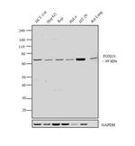 FOXO1 Antibody in Western Blot (WB)