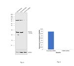 ATG101 Antibody in Western Blot (WB)