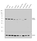 KPNA2 Antibody