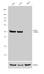 Flotillin 2 Antibody in Western Blot (WB)