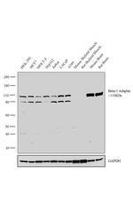 beta-1 Adaptin Polyclonal Antibody