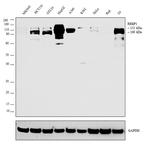 RRBP1 Antibody in Western Blot (WB)