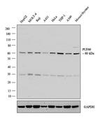 PUF60 Antibody in Western Blot (WB)