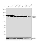 GANAB Antibody in Western Blot (WB)