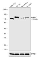 BMPR2 Polyclonal Antibody