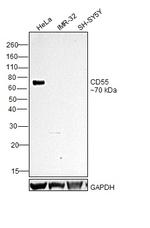 CD55 Antibody in Western Blot (WB)