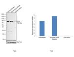 CD55 Antibody in Western Blot (WB)