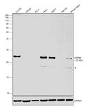 HSPB8 Antibody in Western Blot (WB)
