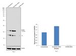 HSPB8 Antibody in Western Blot (WB)