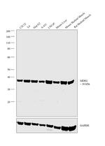 MDH2 Antibody in Western Blot (WB)