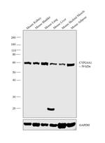 CYP24A1 Antibody in Western Blot (WB)