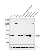 Caveolin 2 Antibody in Western Blot (WB)