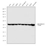alpha Tubulin Antibody in Western Blot (WB)