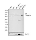 CtIP Polyclonal Antibody
