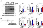 MCD Antibody in Western Blot (WB)