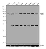 MCM7 Antibody in Western Blot (WB)