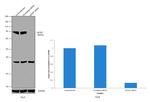 MCM7 Antibody in Western Blot (WB)