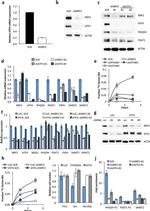 PSAT1 Antibody in Western Blot (WB)