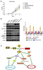 PPA1 Antibody in Western Blot (WB)