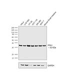 PPA1 Antibody in Western Blot (WB)
