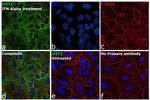 IFIT3 Polyclonal Antibody