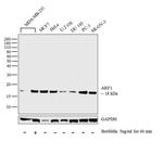 ARF1 Antibody in Western Blot (WB)