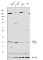 MAD2 Polyclonal Antibody