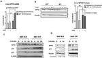 DPYD Antibody in Western Blot (WB)