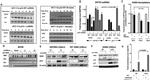 DPYD Antibody in Western Blot (WB)