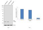 RALA Antibody in Western Blot (WB)