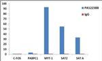 Histone H3.3 Antibody in ChIP Assay (ChIP)