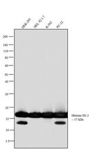 Histone H3.3 Antibody in Western Blot (WB)