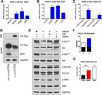 TurboGFP Antibody in Western Blot (WB)