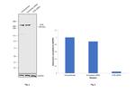 ATM Antibody in Western Blot (WB)