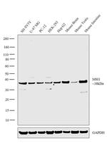 MSI1 Antibody in Western Blot (WB)
