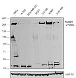 53BP1 Polyclonal Antibody, DyLight™ 488