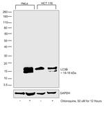 LC3B Polyclonal Antibody, DyLight™ 488