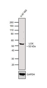 LOX Antibody in Western Blot (WB)