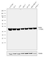 LDHA Antibody in Western Blot (WB)