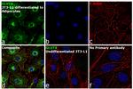 GLUT4 Antibody
