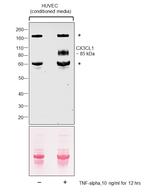 CX3CL1 Antibody in Western Blot (WB)