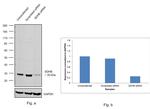SDHB Antibody in Western Blot (WB)