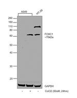 FOXC1 Antibody in Western Blot (WB)