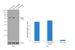 FOXC1 Antibody in Western Blot (WB)