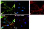 NAMPT Antibody in Immunocytochemistry (ICC/IF)